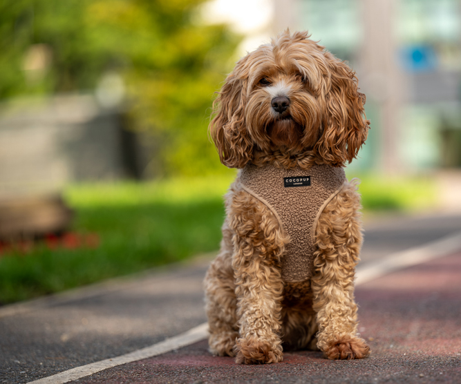 St lukes primary school photography - picture of school dog